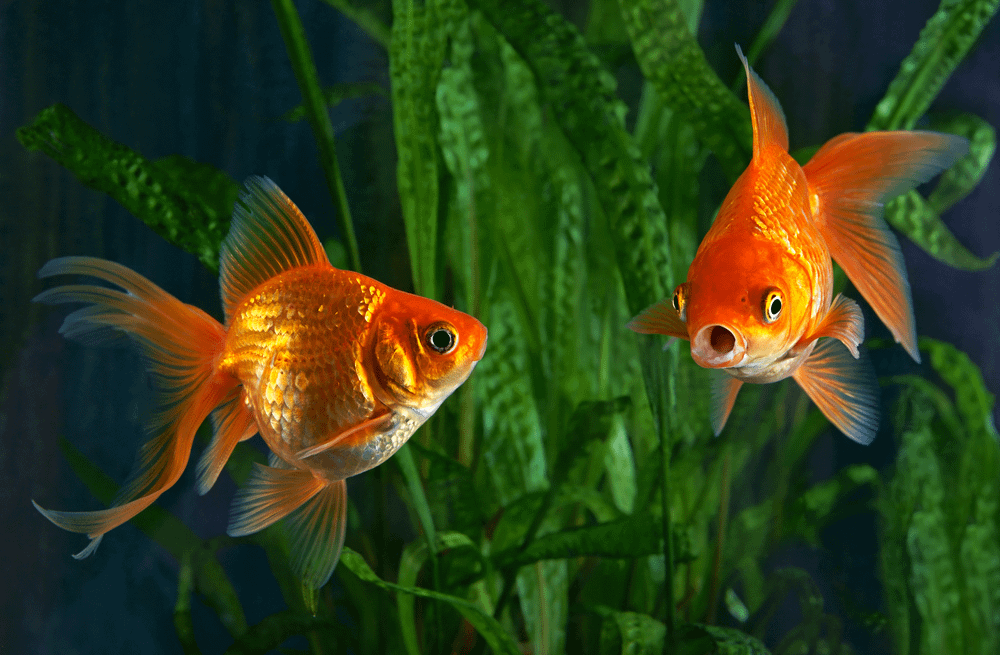 How to care for fish at home