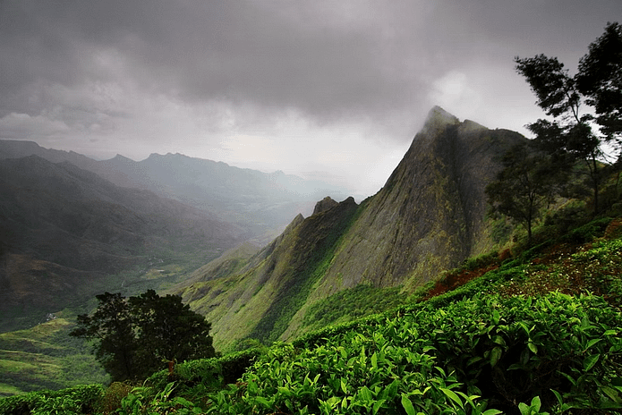 தேன் இலைகளான கொழுக்குமலை தேயிலை! உலகின் உயரமான டீ எஸ்டேட்டும் இதுதான்! | Kolukkumalai Tourism