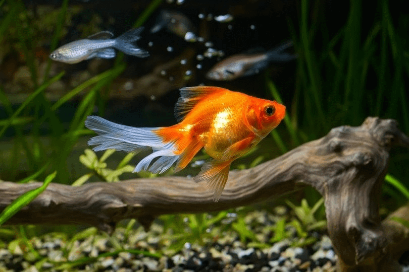 How to care for fish at home